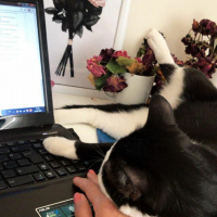 Tuxedo (Smokin) Kedi, Kedi  cafer fotoğrafı