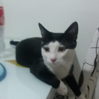 Tuxedo (Smokin) Kedi, Kedi  cafer fotoğrafı