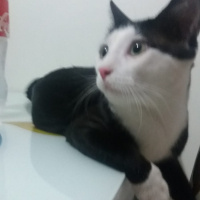 Tuxedo (Smokin) Kedi, Kedi  cafer fotoğrafı