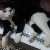 Tuxedo (Smokin) Kedi, Kedi  cafer fotoğrafı