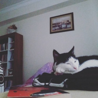 Tuxedo (Smokin) Kedi, Kedi  cafer fotoğrafı