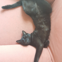 Tekir Kedi, Kedi  İsimsiz fotoğrafı