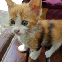 Soke, Kedi  Kupa fotoğrafı