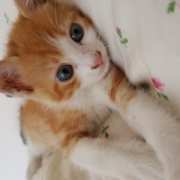 Soke, Kedi  Kupa fotoğrafı