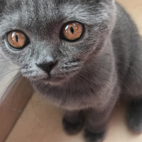 British Shorthair, Kedi  Mi-Cha fotoğrafı