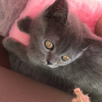 British Shorthair, Kedi  Mi-Cha fotoğrafı