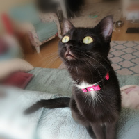 British Shorthair, Kedi  Mi-Cha fotoğrafı