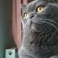 British Shorthair, Kedi  Mi-Cha fotoğrafı