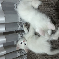 Van Kedisi, Kedi  Pamuk fotoğrafı