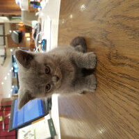 British Shorthair, Kedi  Müezza fotoğrafı