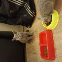 British Shorthair, Kedi  Müezza fotoğrafı