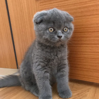 Scottish Fold, Kedi  BOMONTİ fotoğrafı