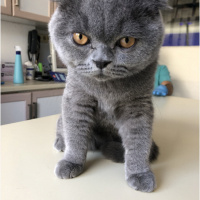 Scottish Fold, Kedi  BOMONTİ fotoğrafı