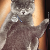 Scottish Fold, Kedi  BOMONTİ fotoğrafı