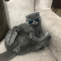 Scottish Fold, Kedi  BOMONTİ fotoğrafı