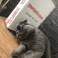 Scottish Fold, Kedi  BOMONTİ fotoğrafı