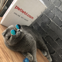 Scottish Fold, Kedi  BOMONTİ fotoğrafı