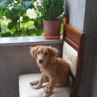 Golden Retriever, Köpek  Sufle fotoğrafı