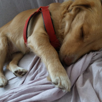 Golden Retriever, Köpek  Sufle fotoğrafı