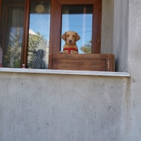 Golden Retriever, Köpek  Sufle fotoğrafı