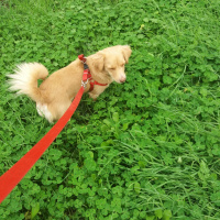 Golden Retriever, Köpek  Sufle fotoğrafı