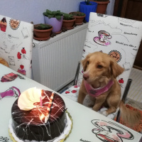 Golden Retriever, Köpek  Sufle fotoğrafı
