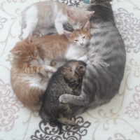 Tekir Kedi, Kedi  Bulut fotoğrafı