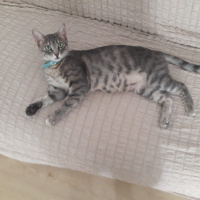 Tekir Kedi, Kedi  Bulut fotoğrafı