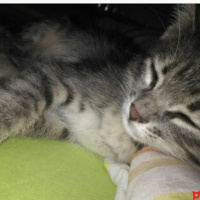 Tekir Kedi, Kedi  Bulut fotoğrafı