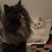 Tekir Kedi, Kedi  Şahika fotoğrafı