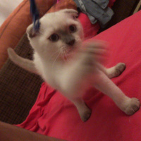Scottish Fold, Kedi  Çakır fotoğrafı