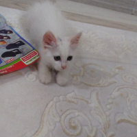 Ankara Kedisi, Kedi  Sakız fotoğrafı