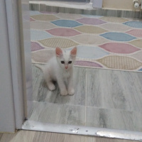 Ankara Kedisi, Kedi  Sakız fotoğrafı