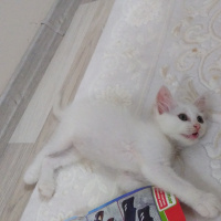 Ankara Kedisi, Kedi  Sakız fotoğrafı