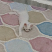 Ankara Kedisi, Kedi  Sakız fotoğrafı
