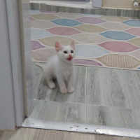 Ankara Kedisi, Kedi  Sakız fotoğrafı