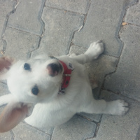 Jack Russell Terrier, Köpek  LOKUM fotoğrafı