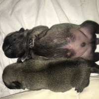 Pug, Köpek  Alice fotoğrafı