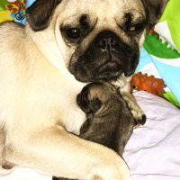 Pug, Köpek  Alice fotoğrafı