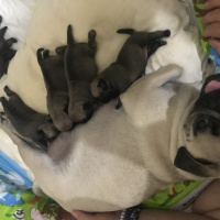 Pug, Köpek  Alice fotoğrafı