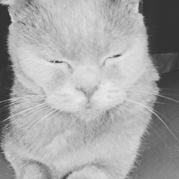Scottish Fold, Kedi  Betty fotoğrafı
