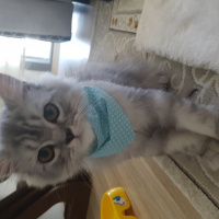 Chinchilla, Kedi  çiko fotoğrafı