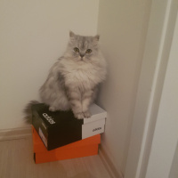 Chinchilla, Kedi  çiko fotoğrafı