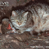 Soke, Kedi  Felis silvetris(Evcil kedilerin atası) fotoğrafı