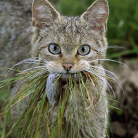 Soke, Kedi  Felis silvetris(Evcil kedilerin atası) fotoğrafı