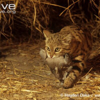 Soke, Kedi  Felis silvetris(Evcil kedilerin atası) fotoğrafı