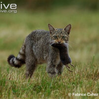 Soke, Kedi  Felis silvetris(Evcil kedilerin atası) fotoğrafı