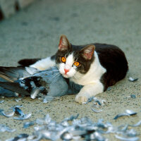 Birman, Kedi  evcil kediler atalarının yolunda(etçil) fotoğrafı