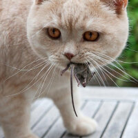 Birman, Kedi  evcil kediler atalarının yolunda(etçil) fotoğrafı