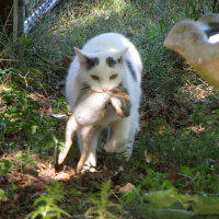 Birman, Kedi  evcil kediler atalarının yolunda(etçil) fotoğrafı